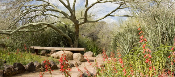 desert botanical garden in phoenix