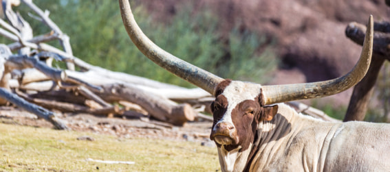 watsui bull at the phoenix zoo